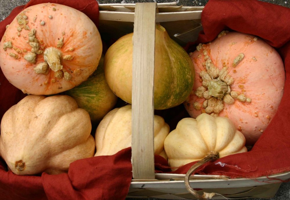 heirloom pumpkins