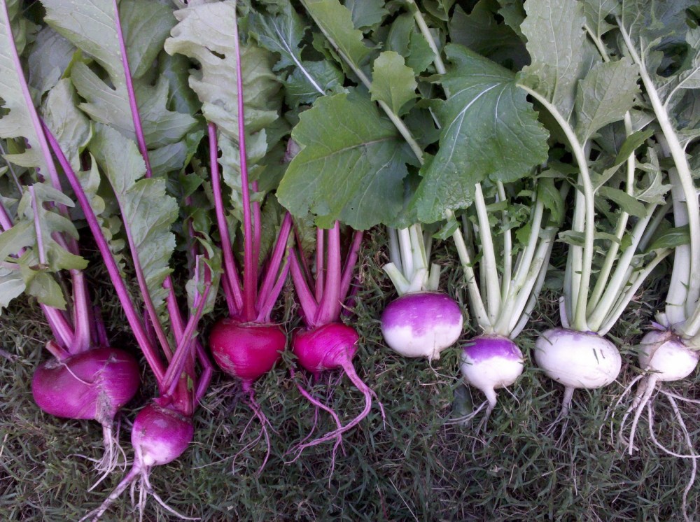 turnips