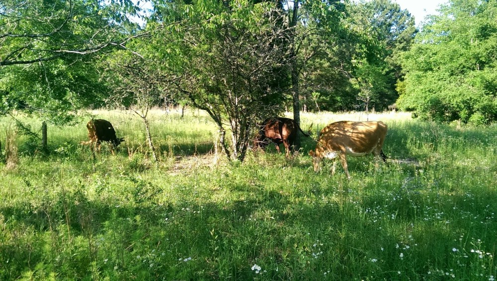 cows grazing