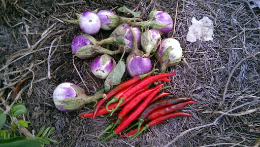 late summer vegetables