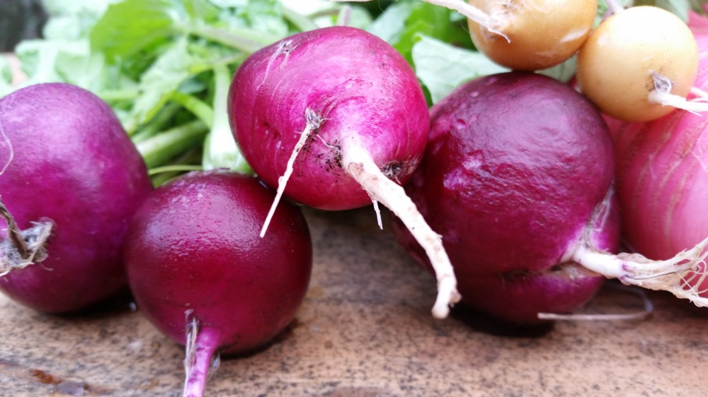 purple-radishes