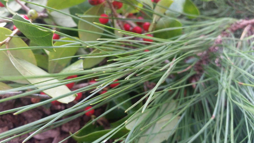 Celebrate Christmas Making A Festive Wreath