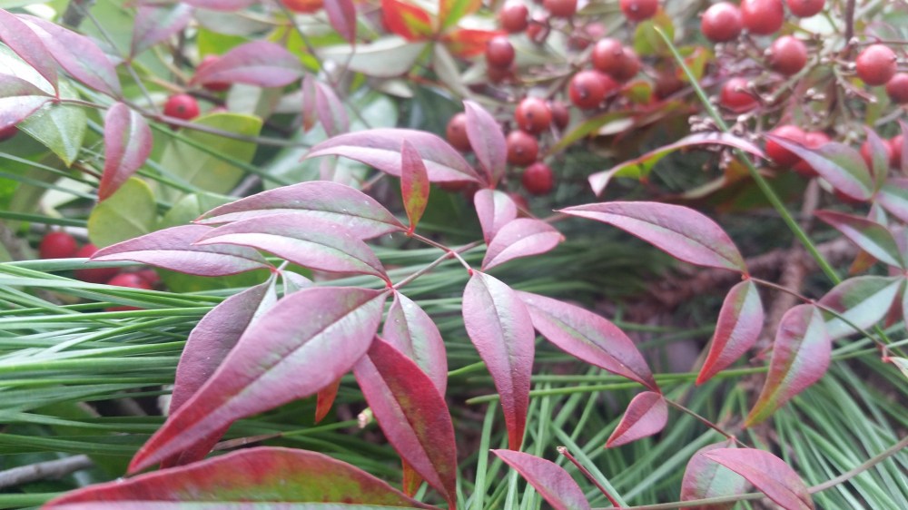 Celebrate Christmas Making A Festive Wreath