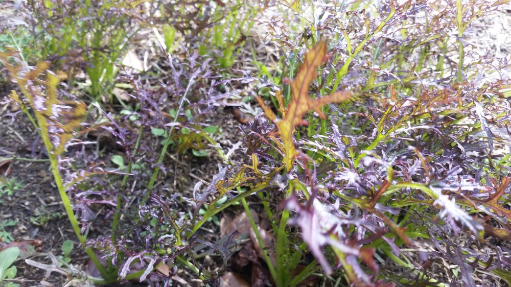 Asian Green Red Mizuna