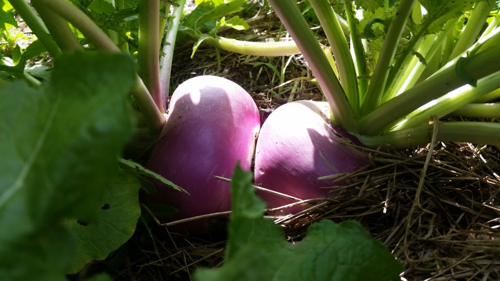 Purple Top Turnips