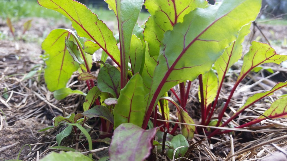 Baby Beet Greens