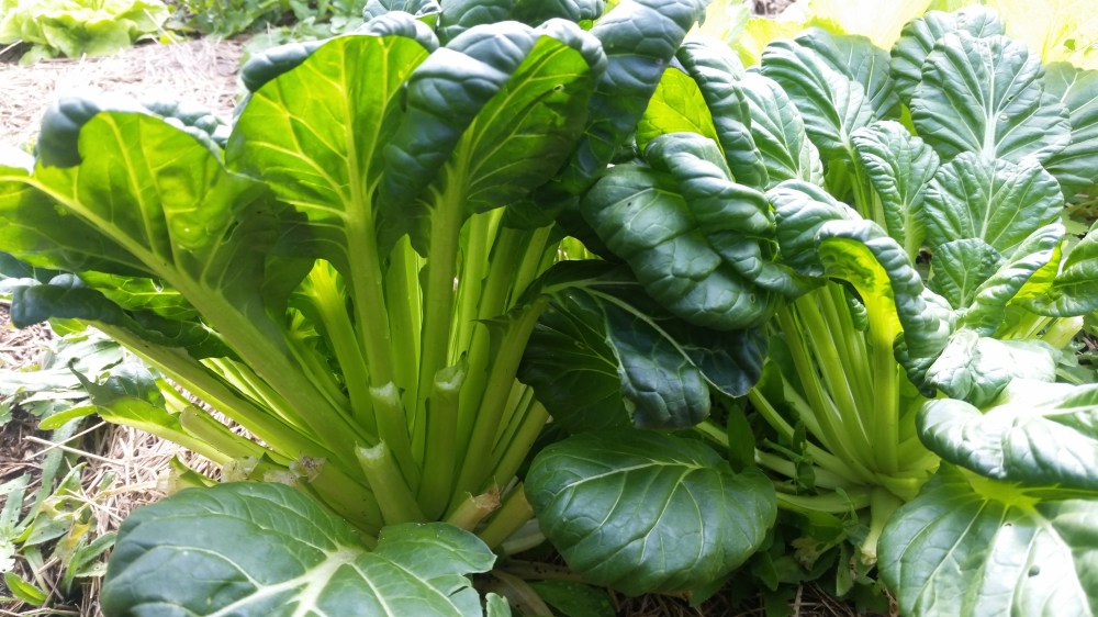 Asian Green Tatsoi