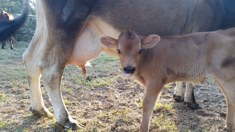 Jersey Calf