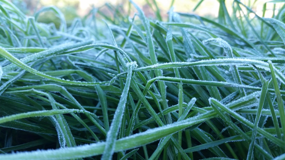 frost-on-ryegrass-2
