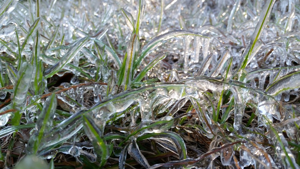 icicles-on-ryegrass