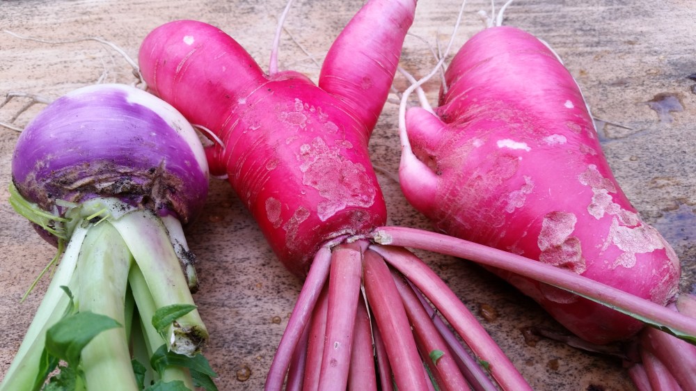 Red and purple turnips