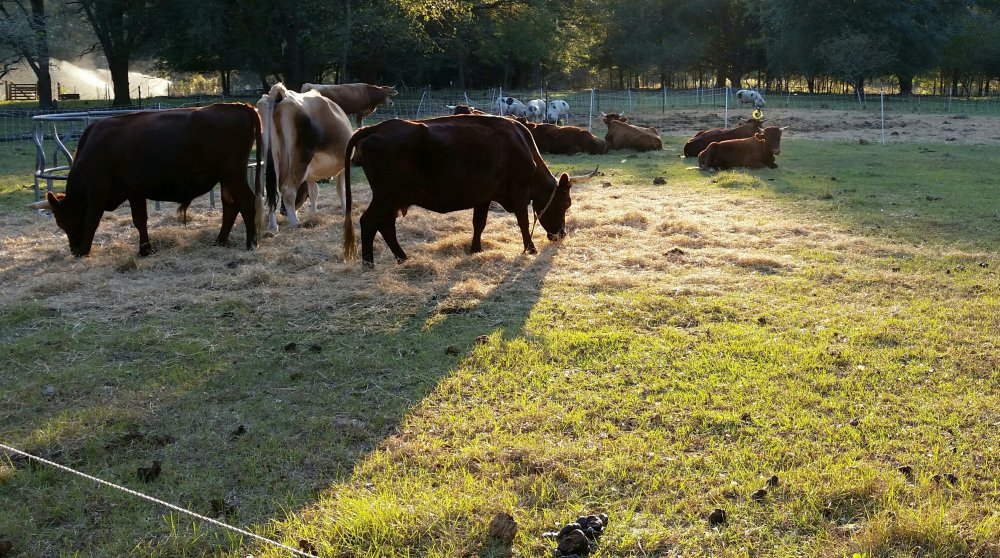 Grazing cattle