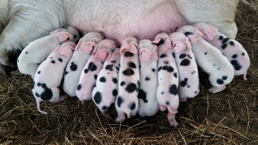 piglets nursing