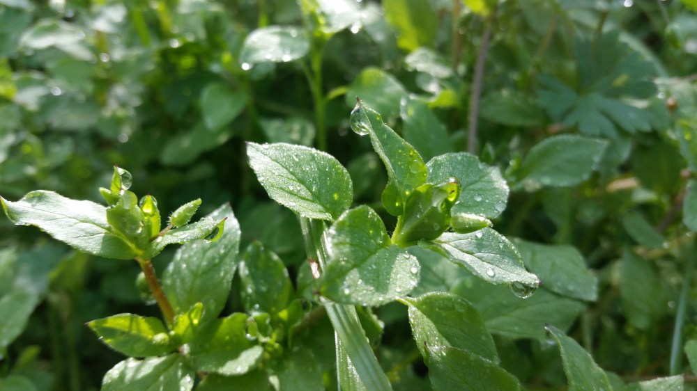 chickweed stellaria media