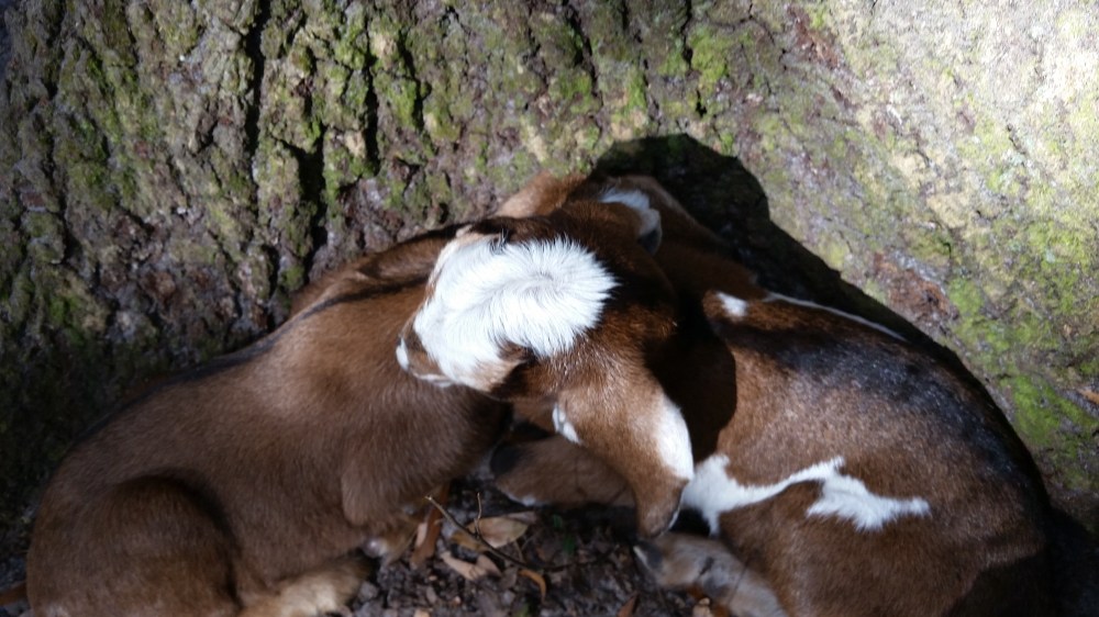 Newborn goat kids