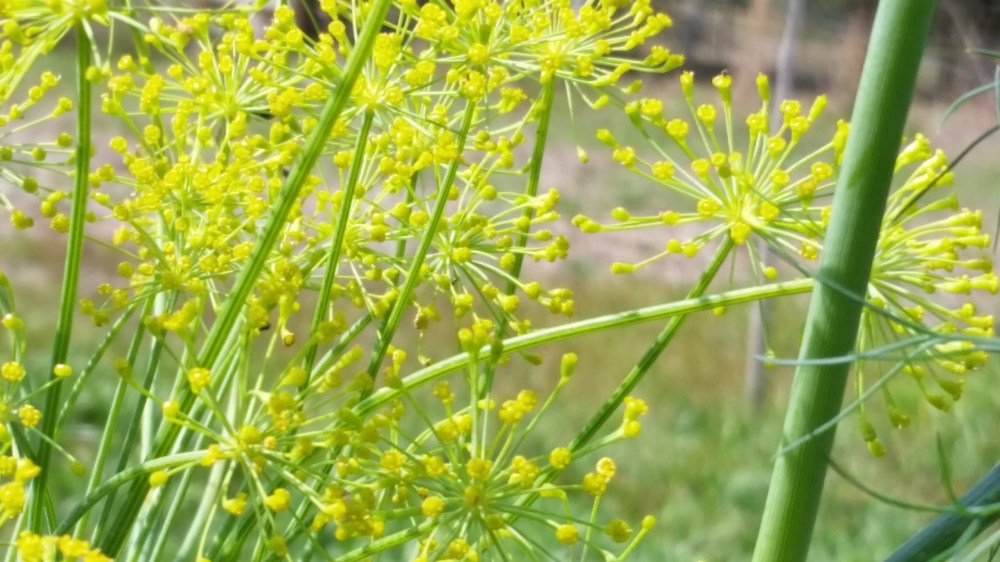 dill flowers