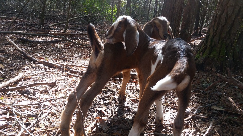 goat twins