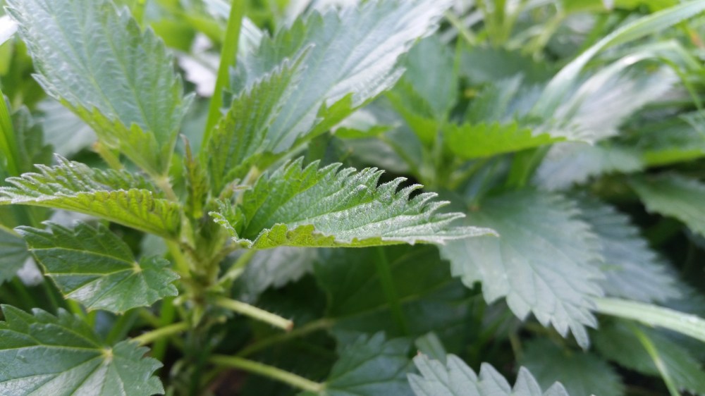 eating weeds stinging nettle