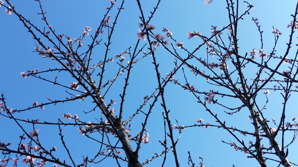 peach branches with blossoms