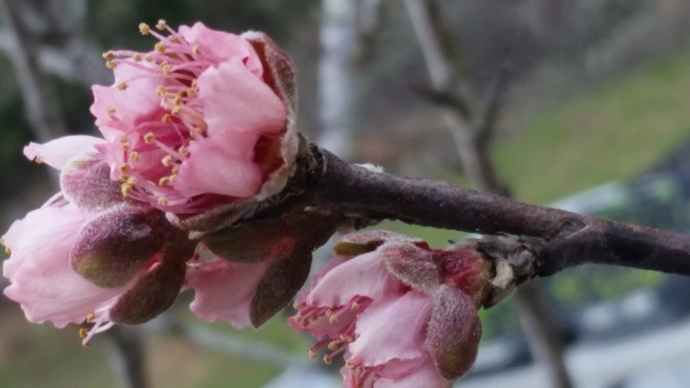 peach flowers