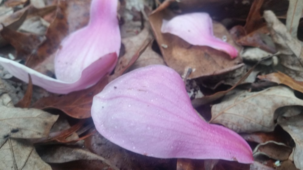 Japanese magnolia petals