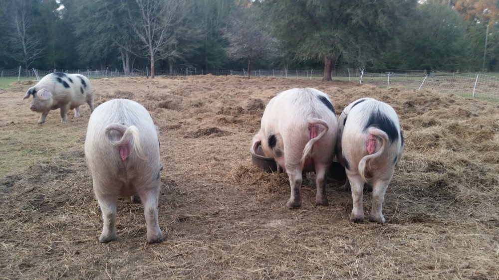 Glouster Old Spot Mama pigs