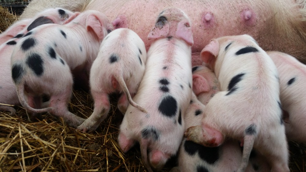 Old Spot piglets