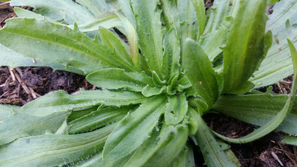 eating weeds plantain