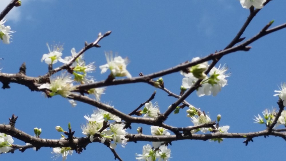 chicksaw plum blossoms