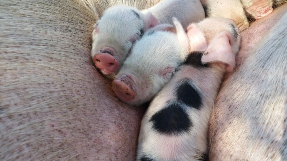sleepy piglets