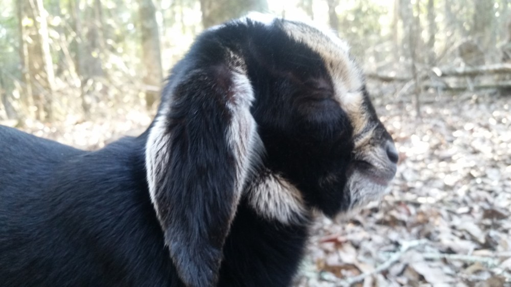 Nubian goat kid