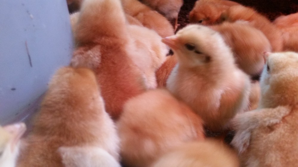 Freedom Ranger Chicks