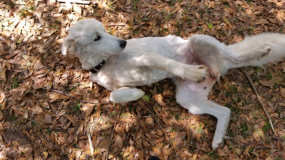 dog with bad haircut