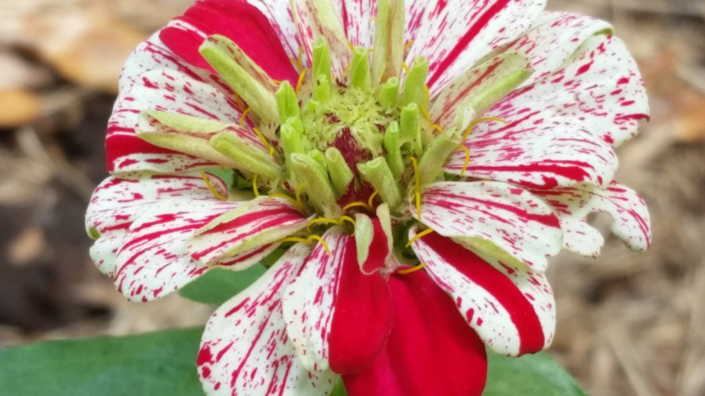 Peppermint stick zinnia