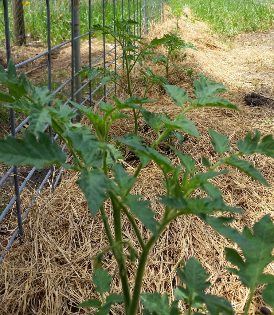 tomato plants