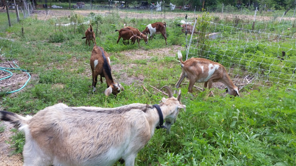 Goats for weed control
