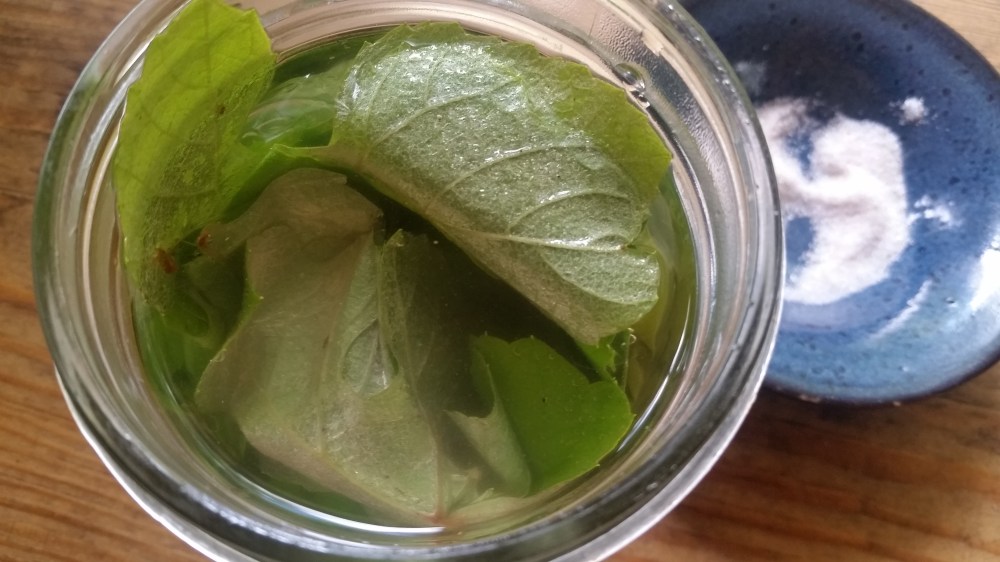 stuffed grape leaves