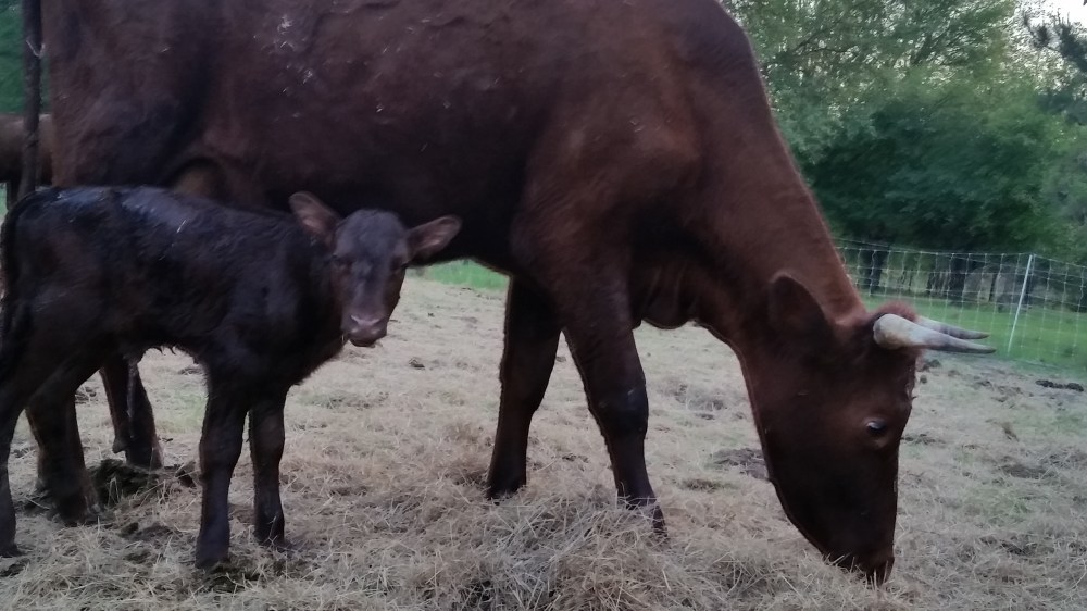 Newborn calf Milking Devons