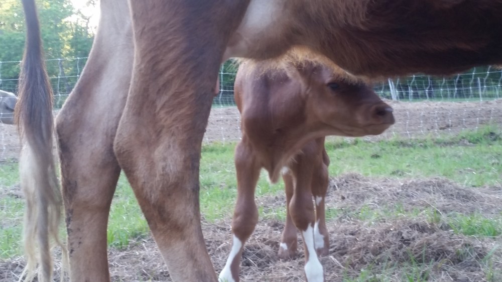 Jersey Calf