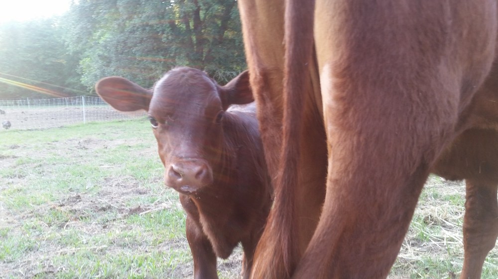 American Milking Devons