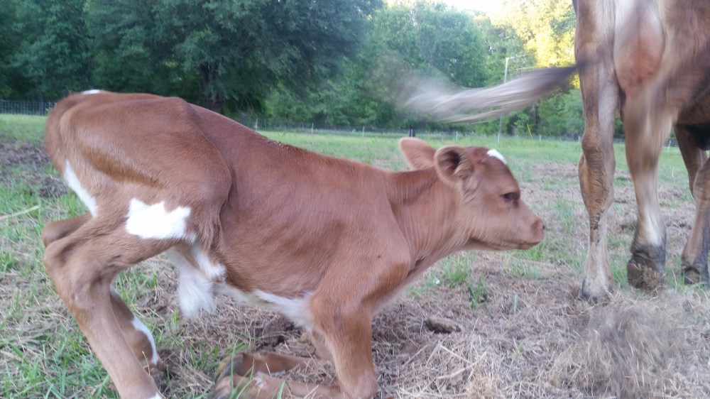 Jersey calf