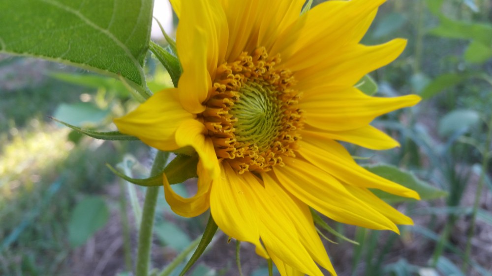 sunflower