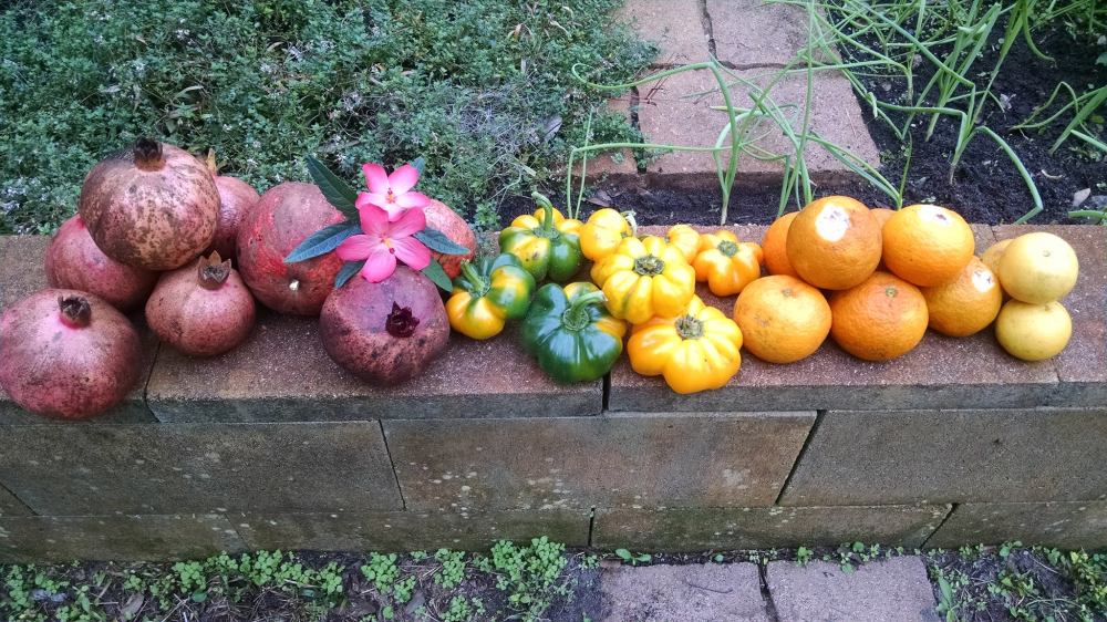 Garden Interview WIth TIm Noyes