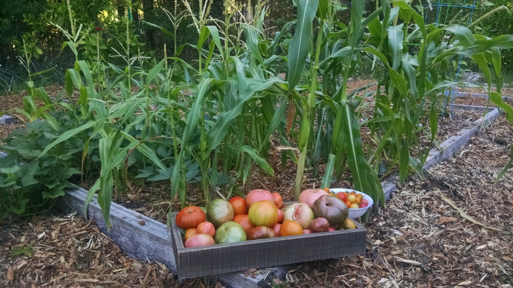 Garden Interview WIth TIm Noyes