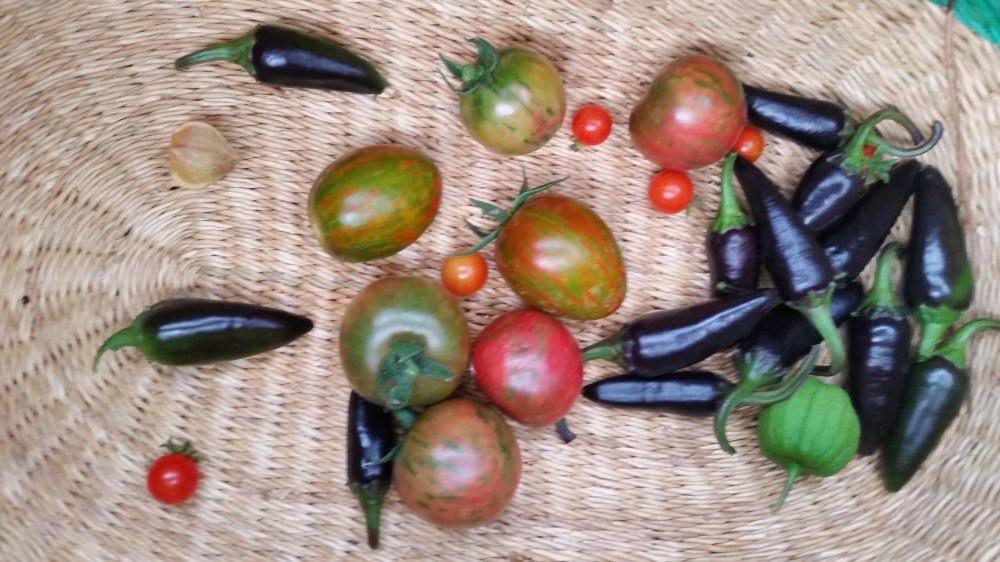 peppers and tomatoes