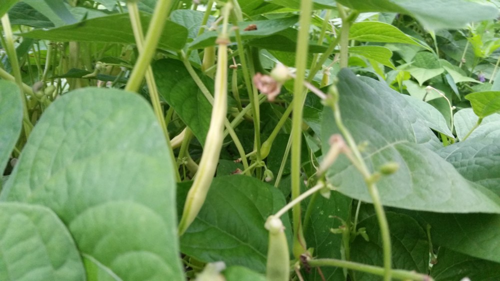 bush beans