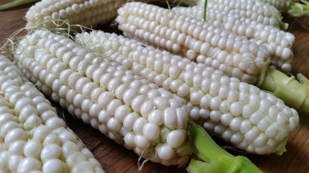 sweet corn