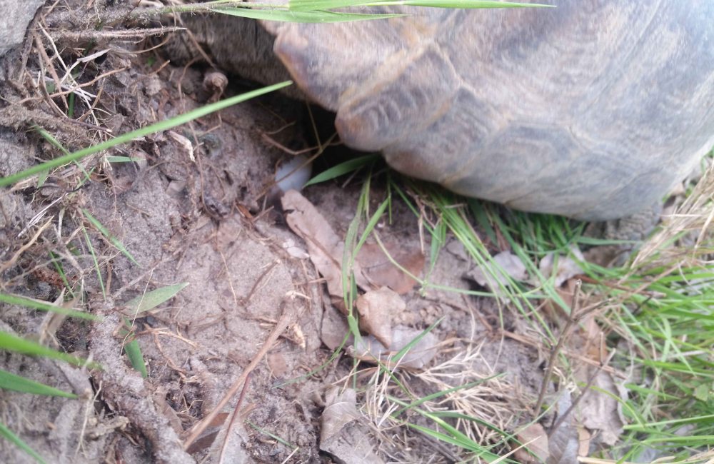 Gopher Tortoise