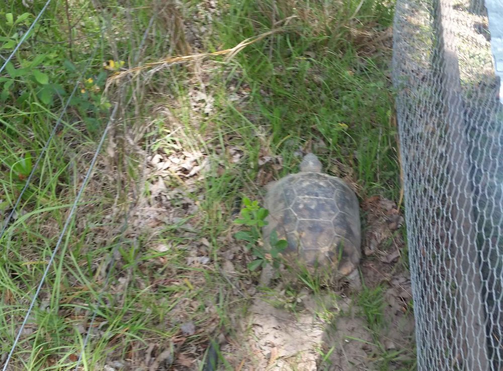 Gopher Tortoise