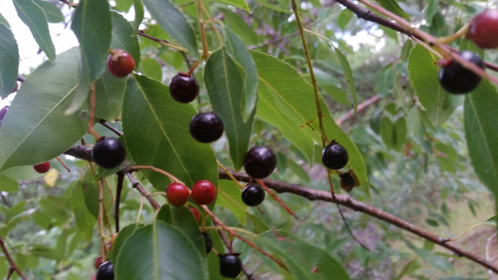 Black Cherry Meringue